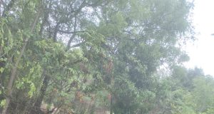 वादळी वाऱ्यामुळे महावितरणचे कल्याण परिमंडलात ९२ लाखांचे नुकसान