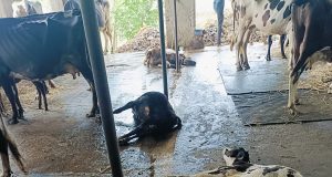 अरेरे ; कल्याण तालुक्यात वीज पडून चार वासरांचा मृत्यू