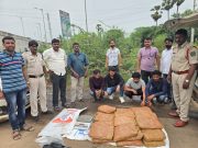 कल्याण परिमंडळ-३ पोलिसांची कामगिरी : गांजा तस्करीप्रकरणी आंतरराज्य रॅकेट उघड,13 जण जेरबंद