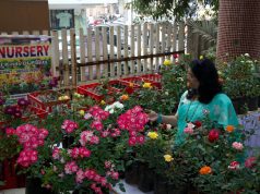 गुलाबांच्या मनमोहक दरवळात न्हाऊन निघाली सांस्कृतिक नगरी; डोंबिवली रोझ फेस्टिवलमध्ये रंग, सुगंध आणि संवेदनांची फुललेली कहाणी