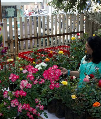 गुलाबांच्या मनमोहक दरवळात न्हाऊन निघाली सांस्कृतिक नगरी; डोंबिवली रोझ फेस्टिवलमध्ये रंग, सुगंध आणि संवेदनांची फुललेली कहाणी