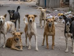 कल्याण पश्चिमेत भटक्या कुत्र्यांचा हैदोस; एकाच दिवसात १०० हून अधिक जणांना चावा