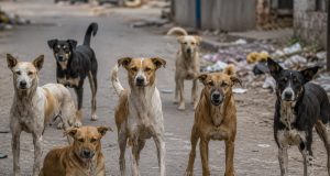 कल्याण पश्चिमेत भटक्या कुत्र्यांचा हैदोस; एकाच दिवसात १०० हून अधिक जणांना चावा