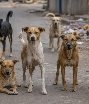 कल्याण पश्चिमेत भटक्या कुत्र्यांचा हैदोस; एकाच दिवसात १०० हून अधिक जणांना चावा